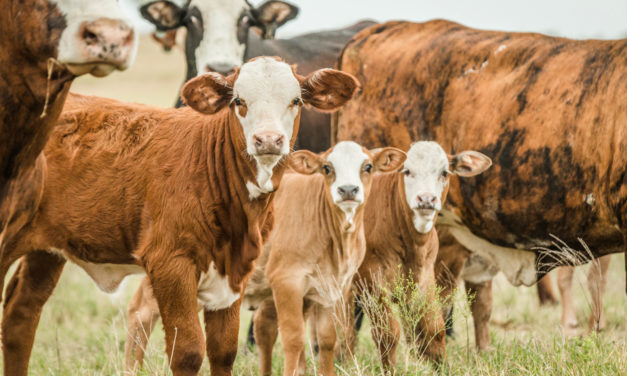 The Beef Herd Health Plan… Do you have one?