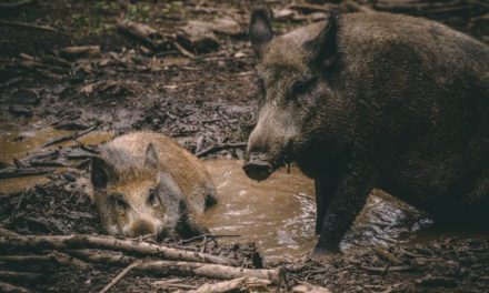 Wild Pigs – Strategic Planning for Managing the Unwanted Neighbor