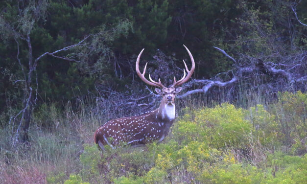 Axis Deer