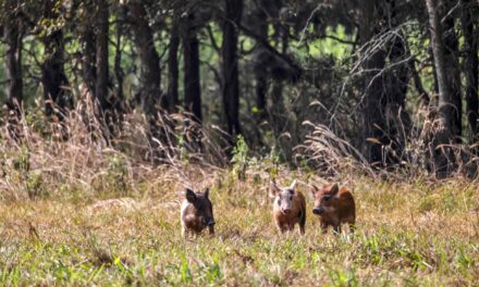 Feral Pig Management in a Fragmented Landscape