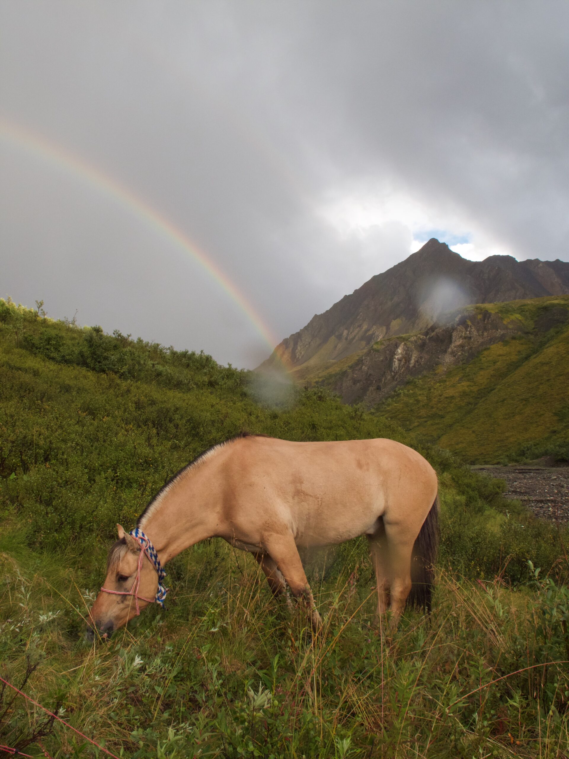 The Horse & the Hunt Image 2