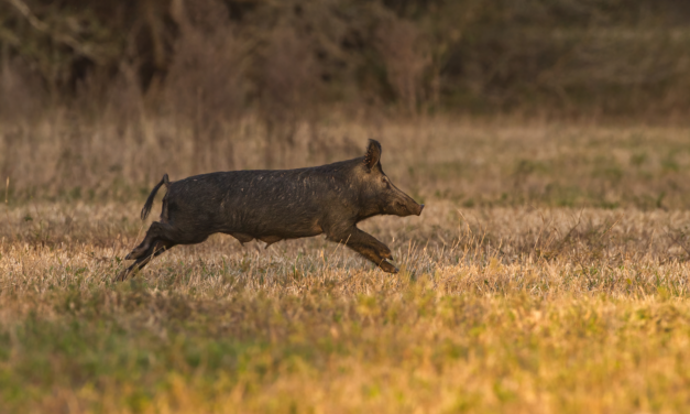 Phenotypic Variability in Feral Hogs