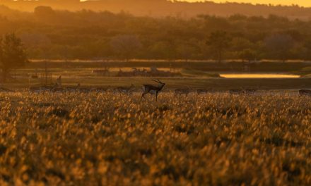 Holding Property In An LLC: Things You Need to Know