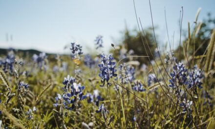 What is a Conservation Easement?