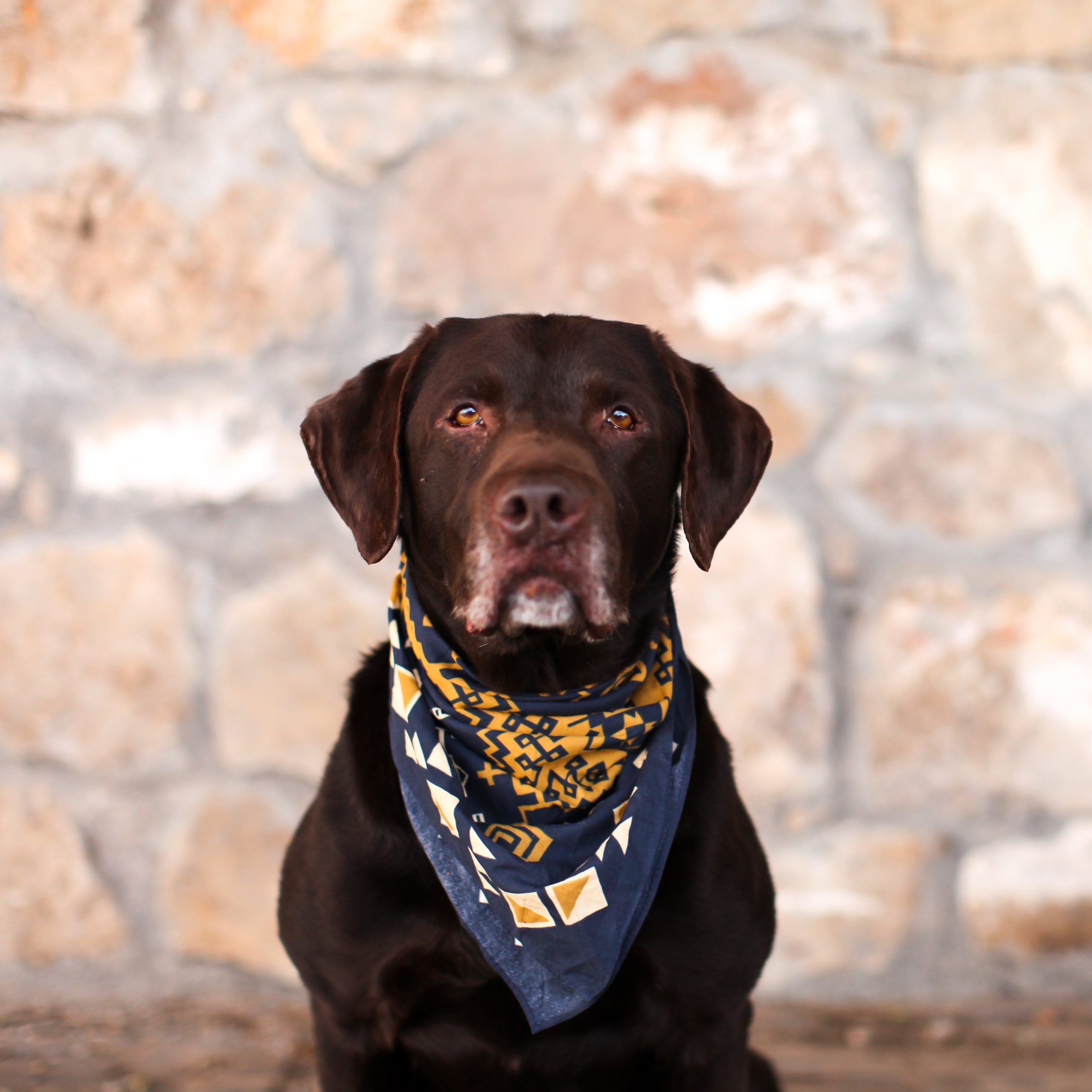 The Horse & the Hunt Image 1