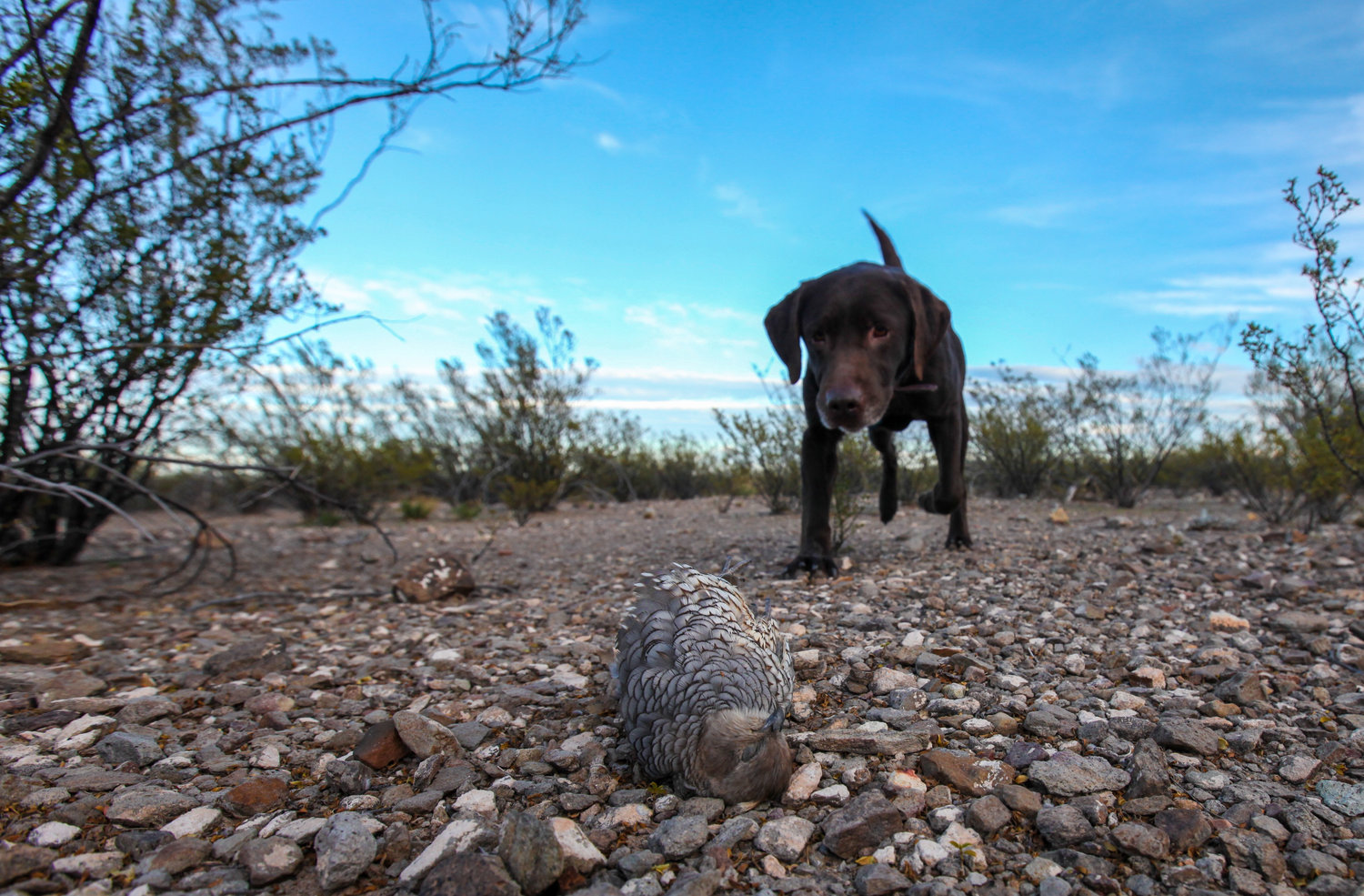 The Horse & the Hunt Image 4