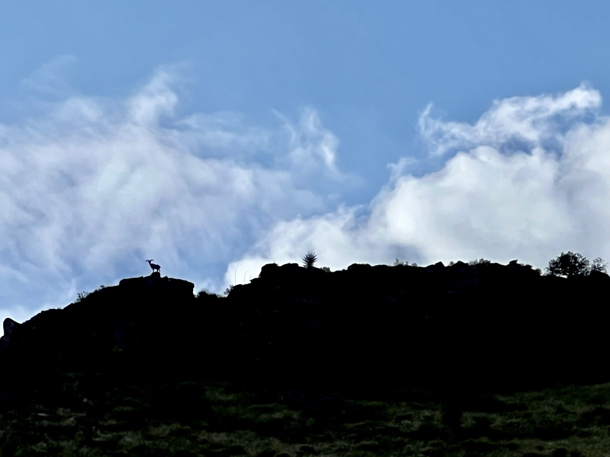 Free Range Aoudad Hunting Image 2