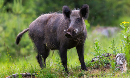 Spring Means Go for Feral Hogs