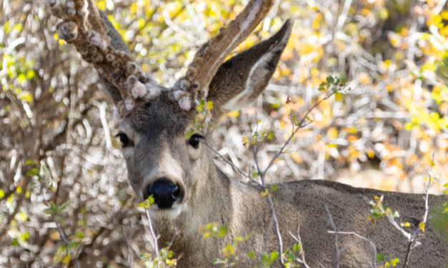 Facing the Threat: CWD’s Impact on Texas Deer Industry