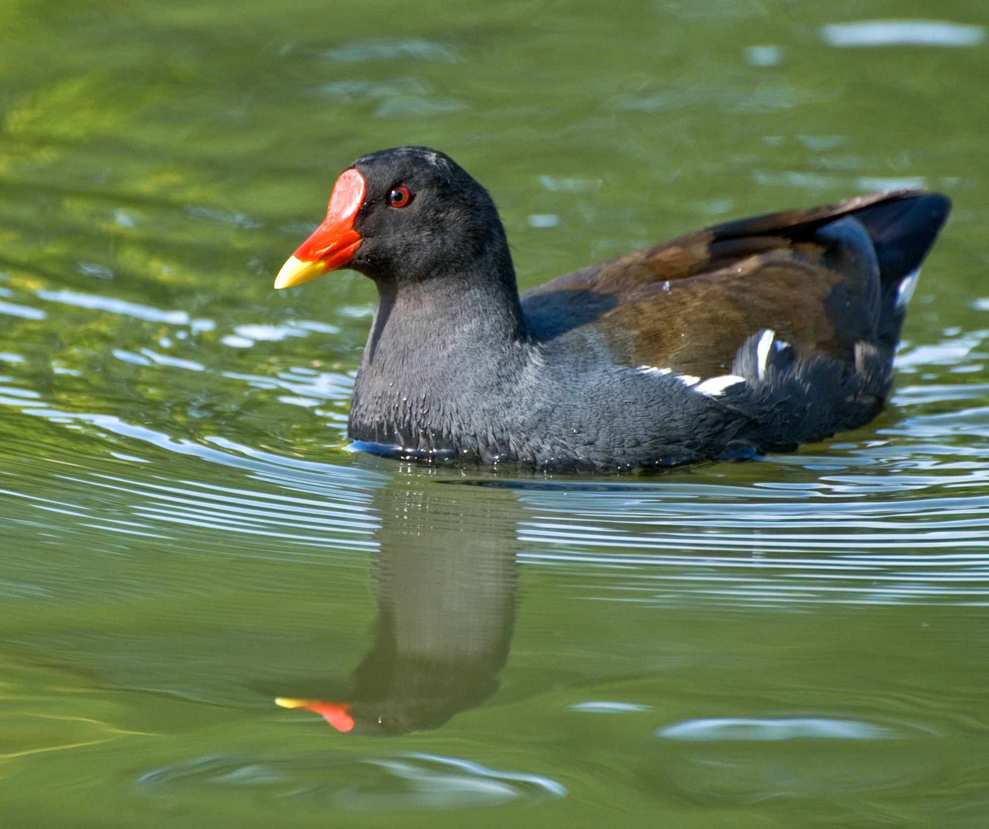 moorhens Image