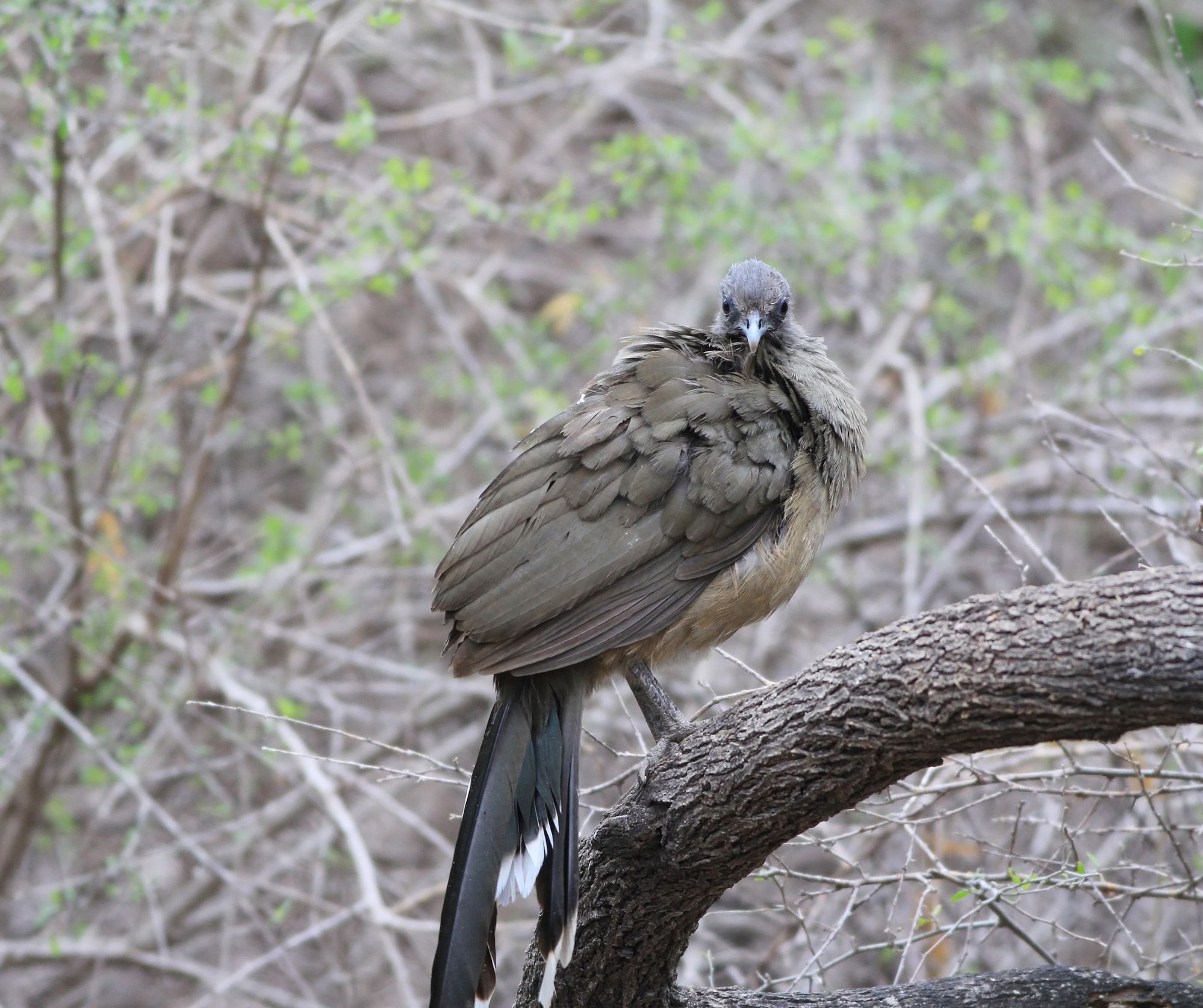 chachalaca Image