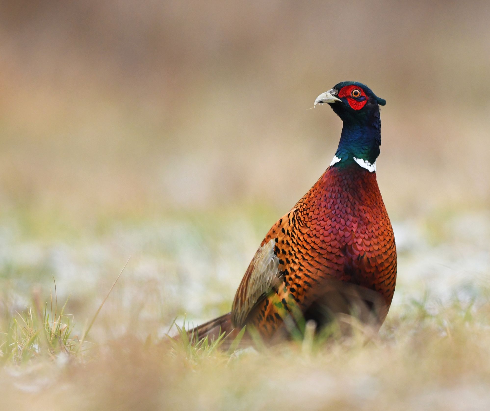 pheasant Image