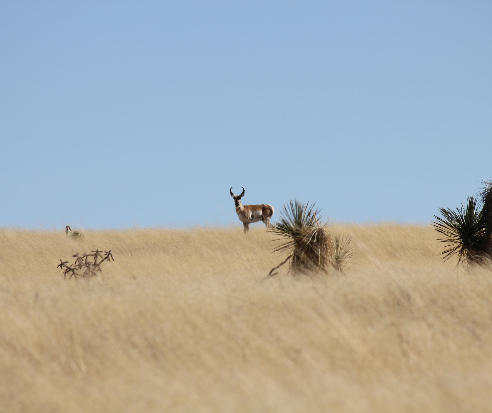 pronghorn Image