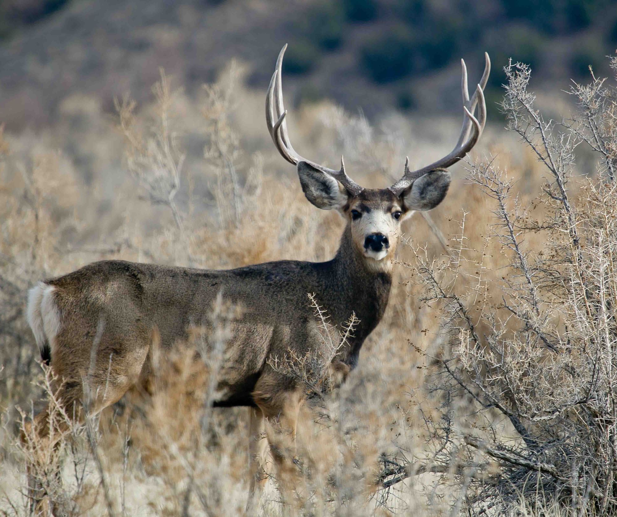 muledeer Image