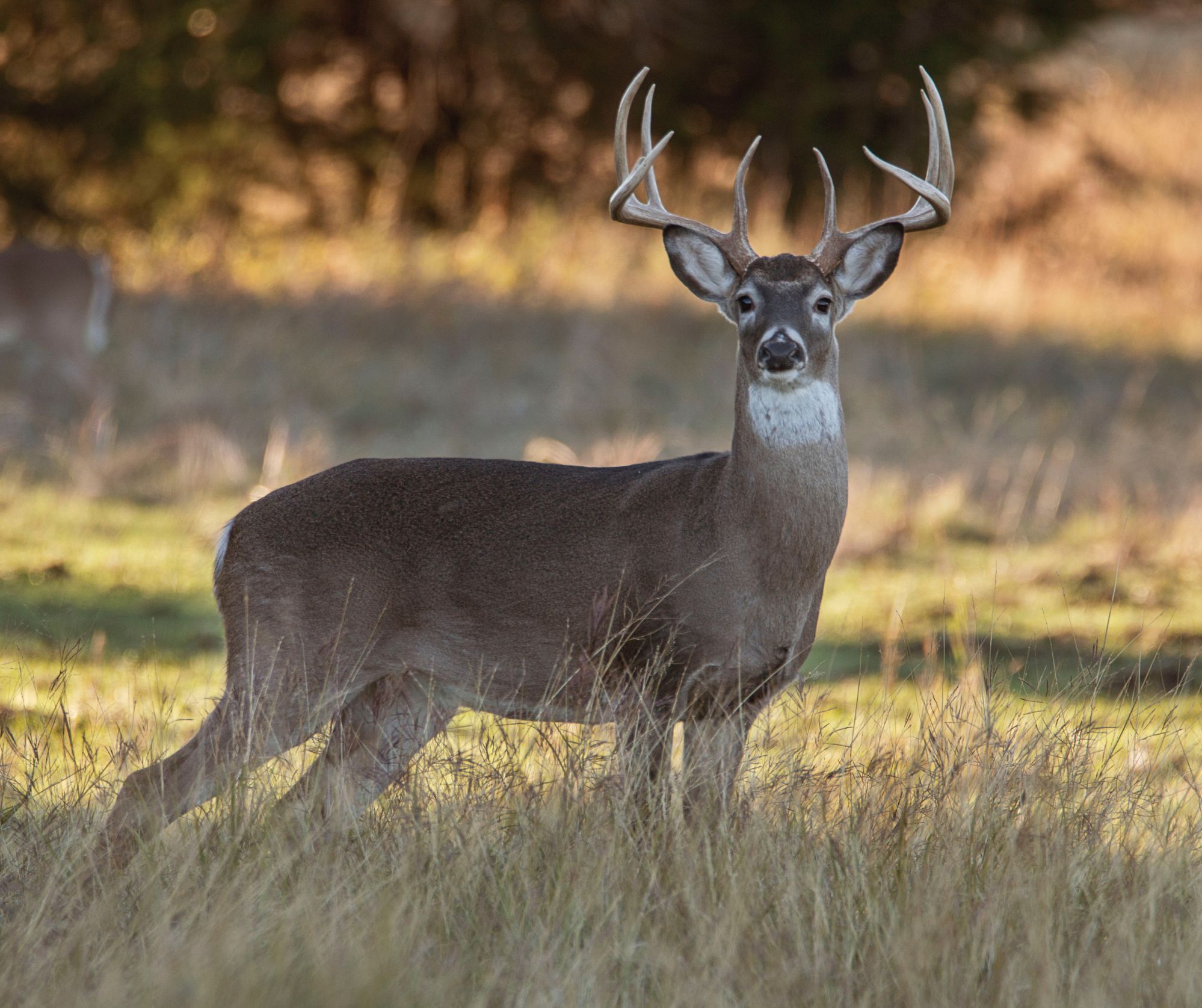 White-tailed-Deer Image