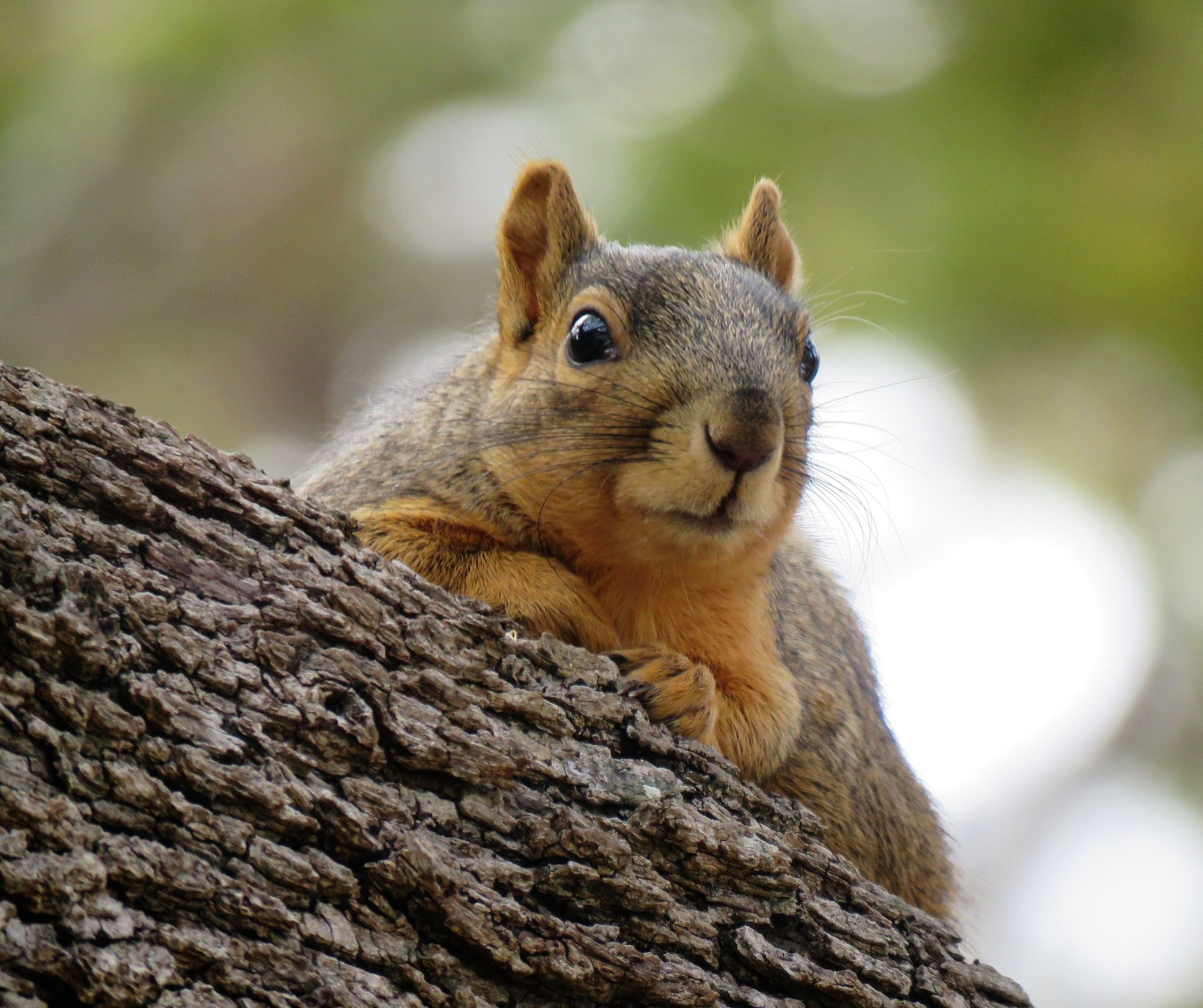 squirrel Image