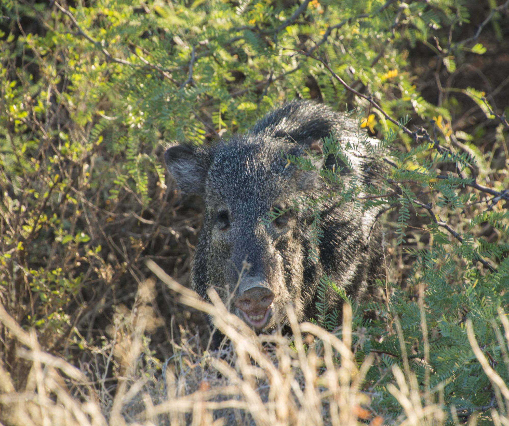 javelina Image