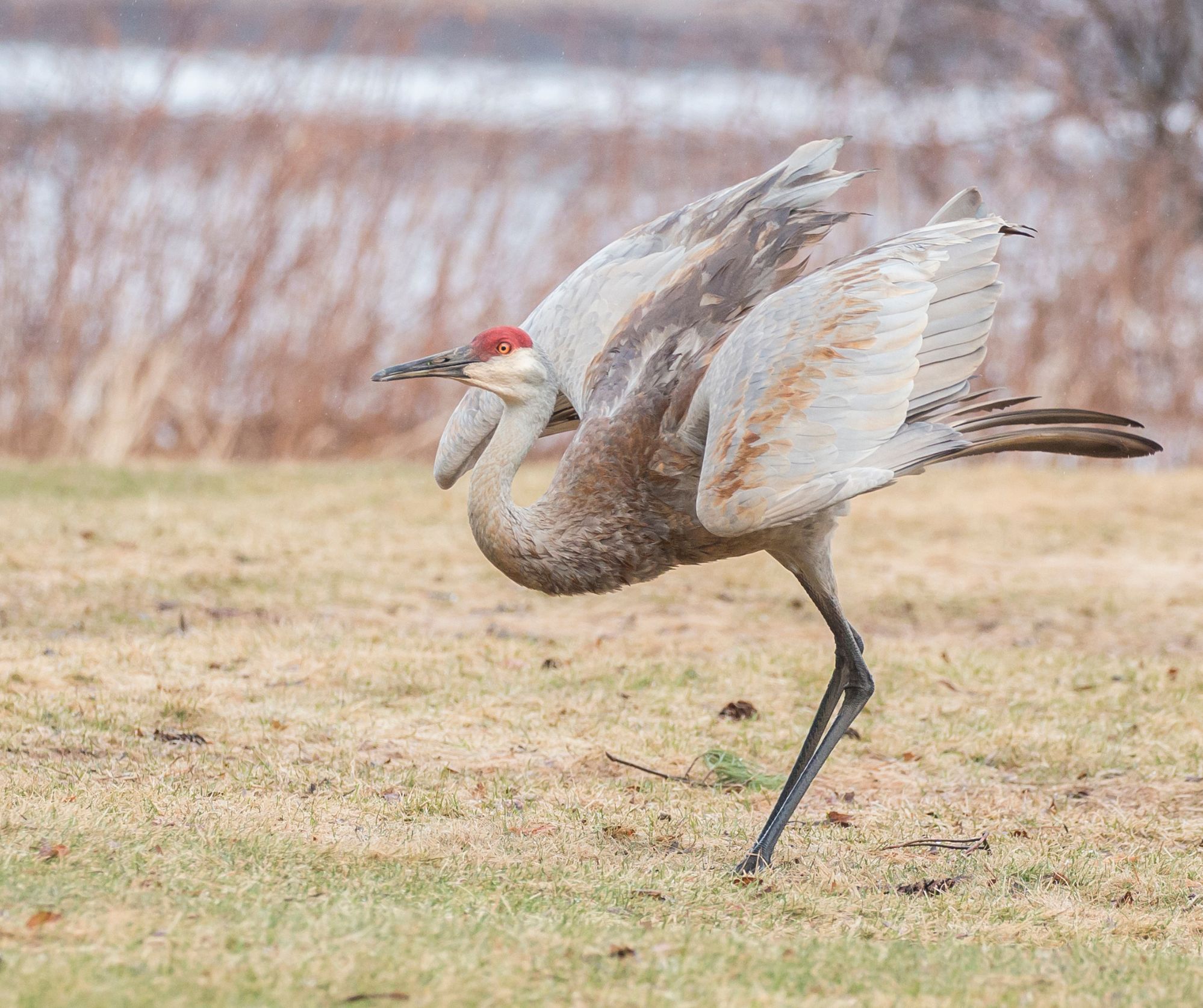 sandhill-cranes Image