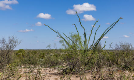 Unveiling the Ocotillo: A Botanical Marvel of the Desert