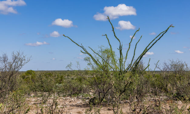 Unveiling the Ocotillo: A Botanical Marvel of the Desert
