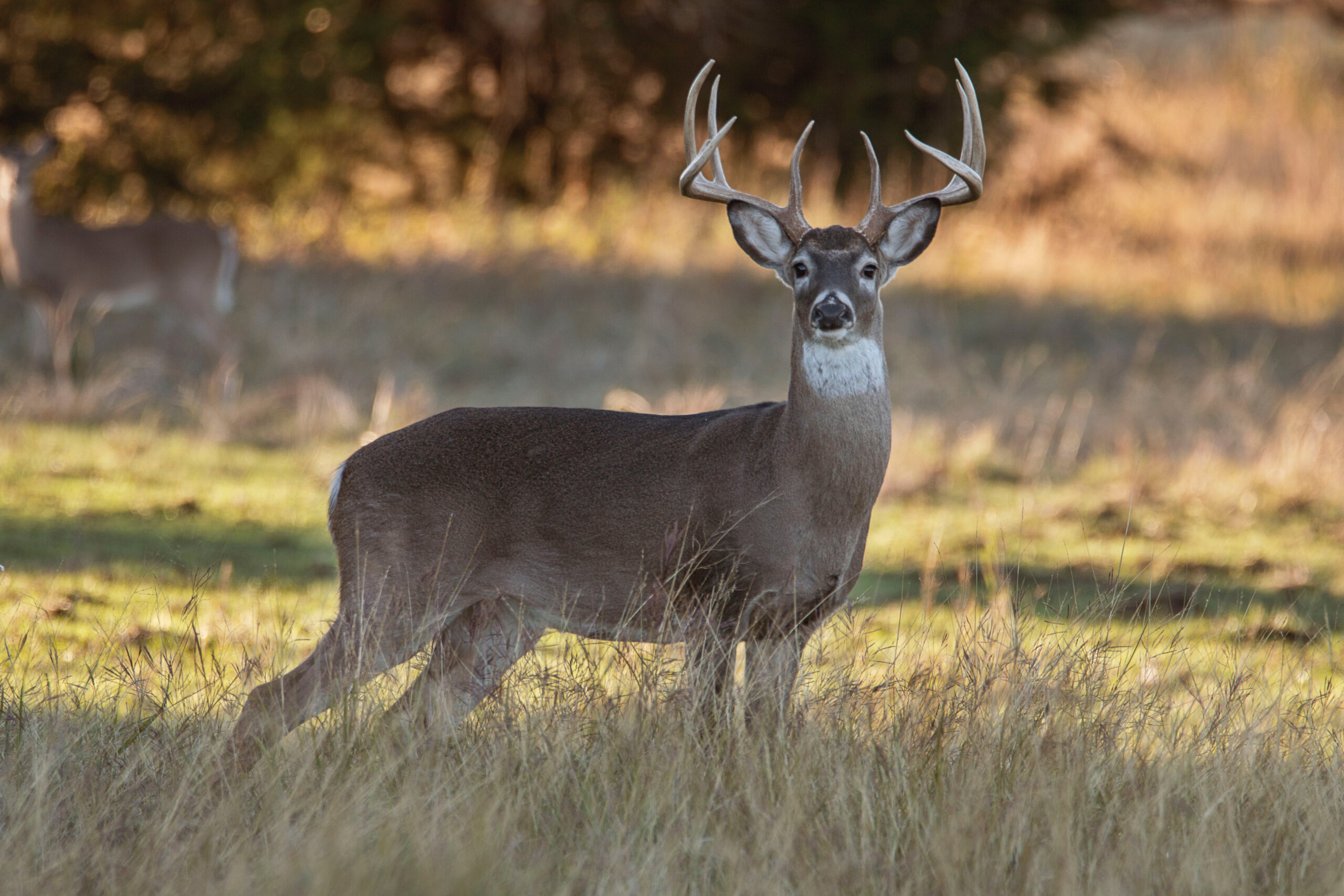 Buck in field