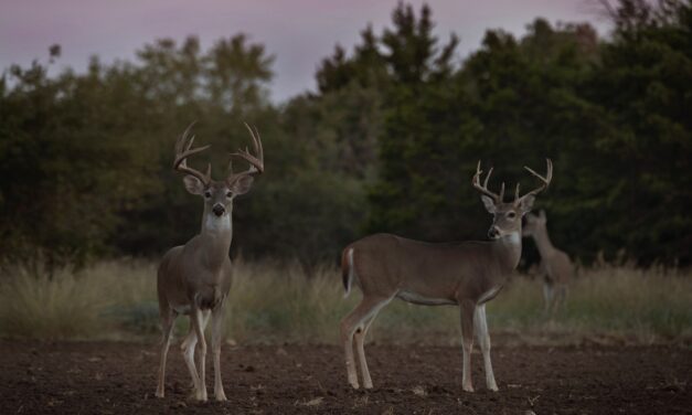 Whitetail Deer Hunting in Texas: A Tradition of Conservation and Wildlife Management