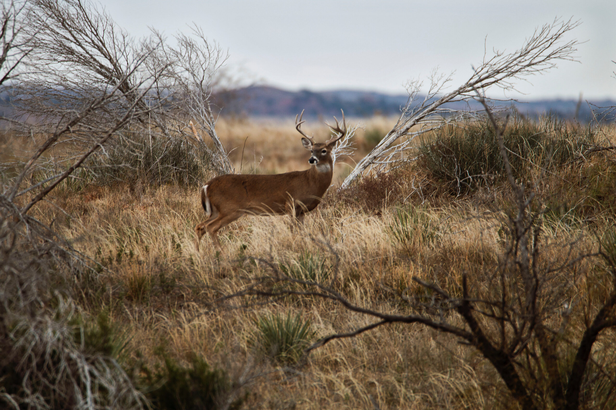 A young deer in a brush field