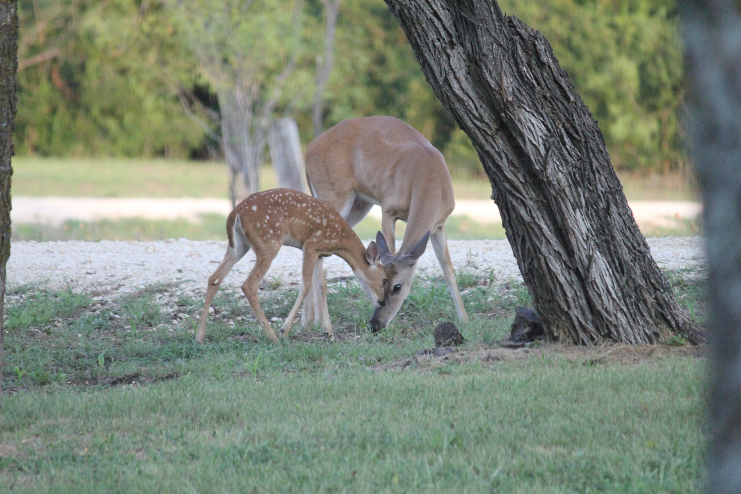 A fawn and it's Momma