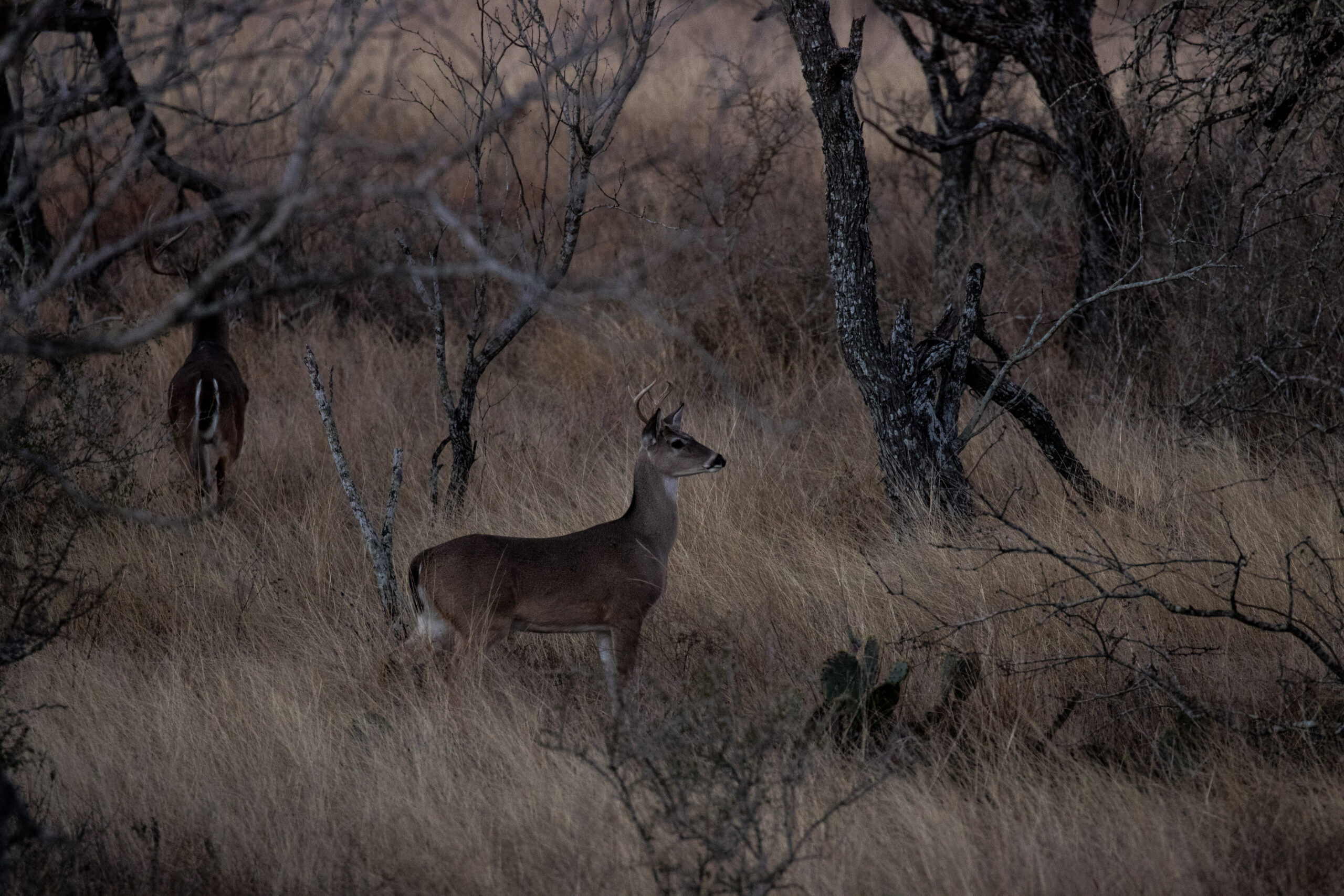 Young Buck and Older buck in tree scattered field with tall dry grass