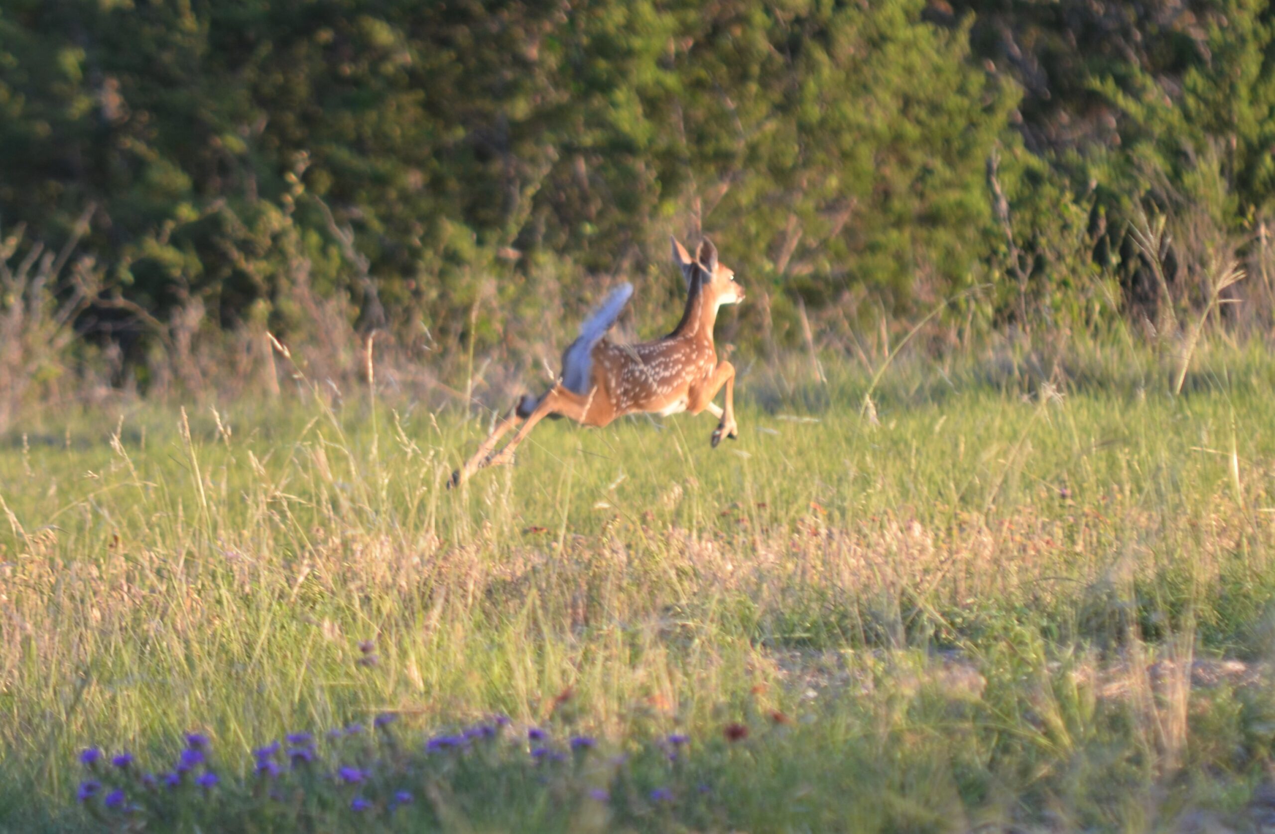 Fawn leaping through pasture