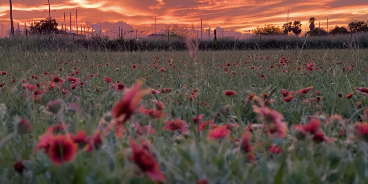 Senate’s Farm Bill Release