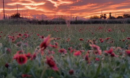 Senate’s Farm Bill Release