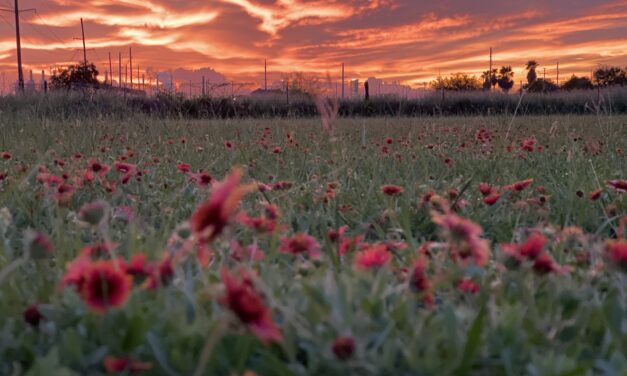 Senate’s Farm Bill Release