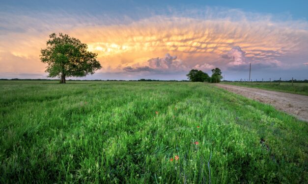 Farm Bill Uncertainty: What It Means for Texas Agriculture