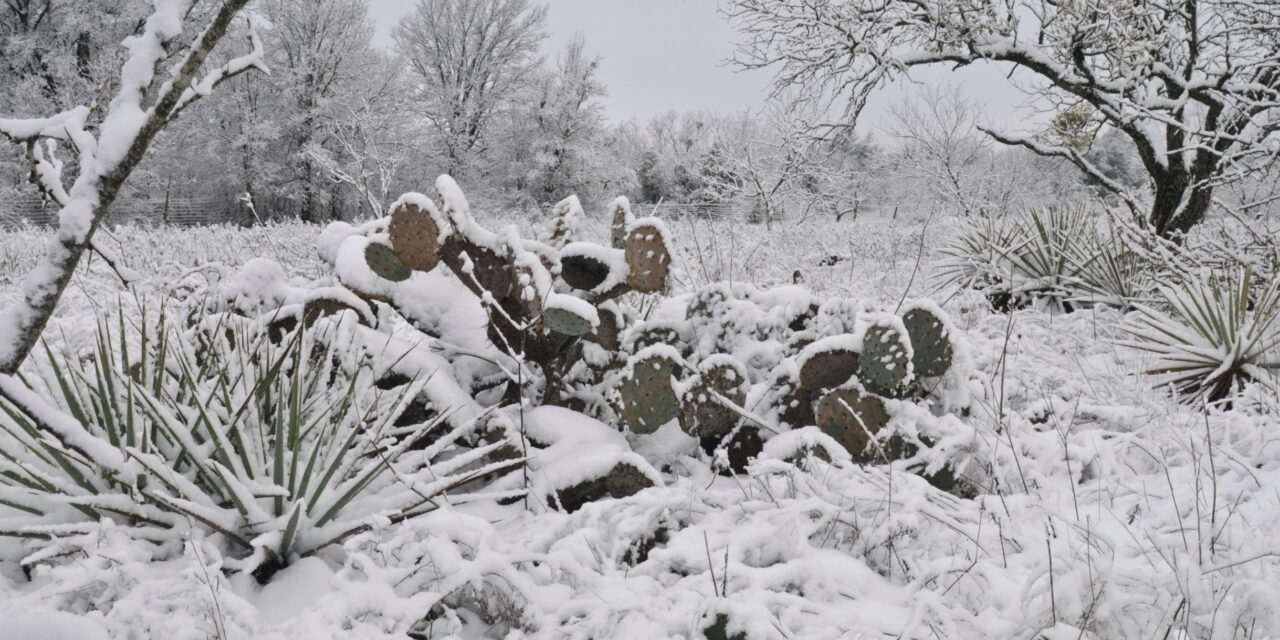 Preparing for Texas Freezes: Essential Tips for Ranchers