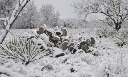 Preparing for Texas Freezes: Essential Tips for Ranchers