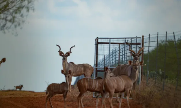 The Majestic Kudu: Preserving a Species