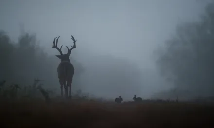 A Guide for Creating the Perfect Wildlife Habitat