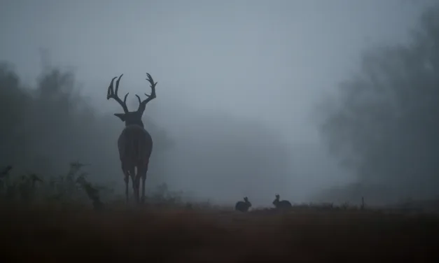A Guide for Creating the Perfect Wildlife Habitat