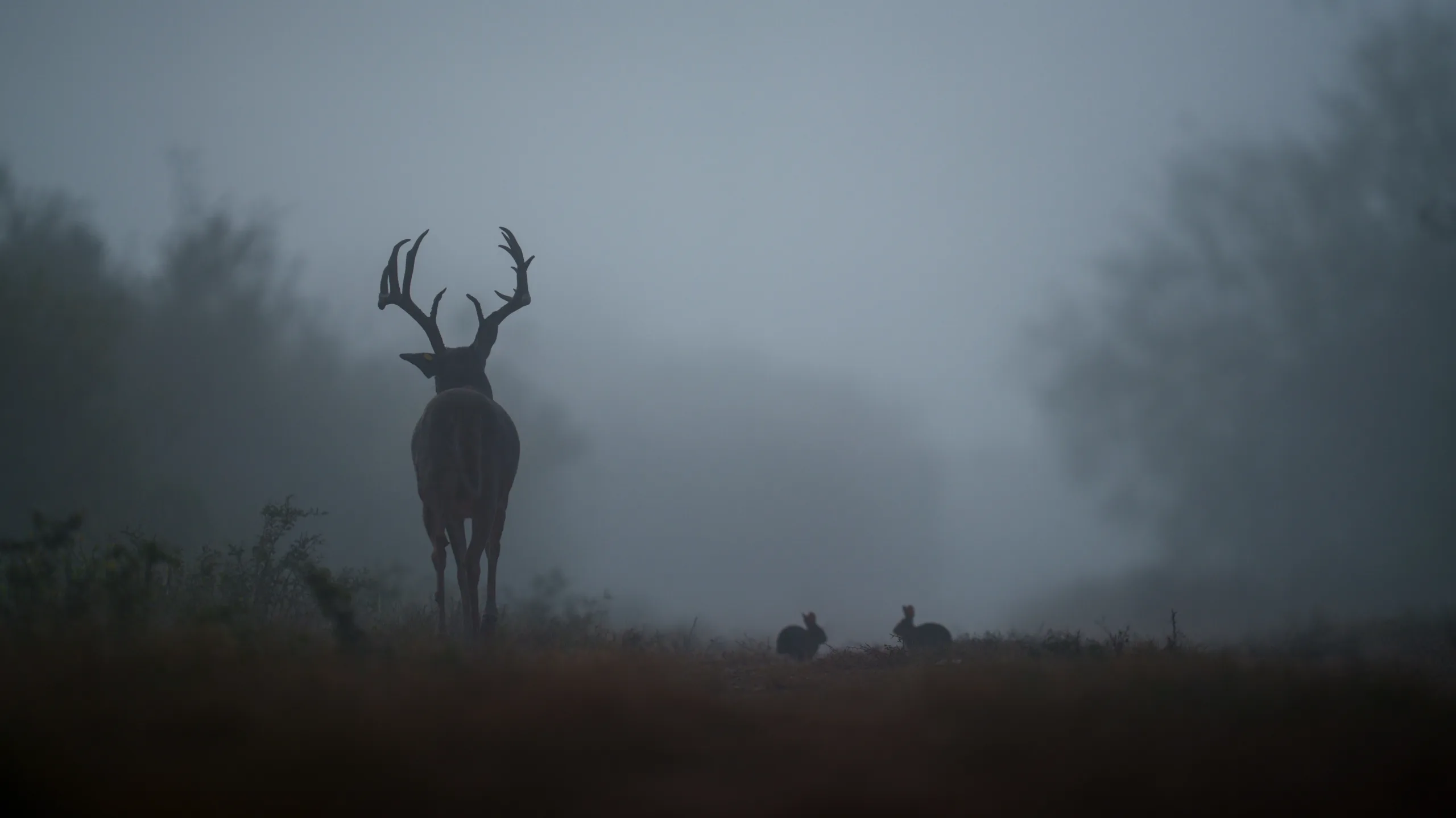 A Guide for Creating the Perfect Wildlife Habitat Image 3