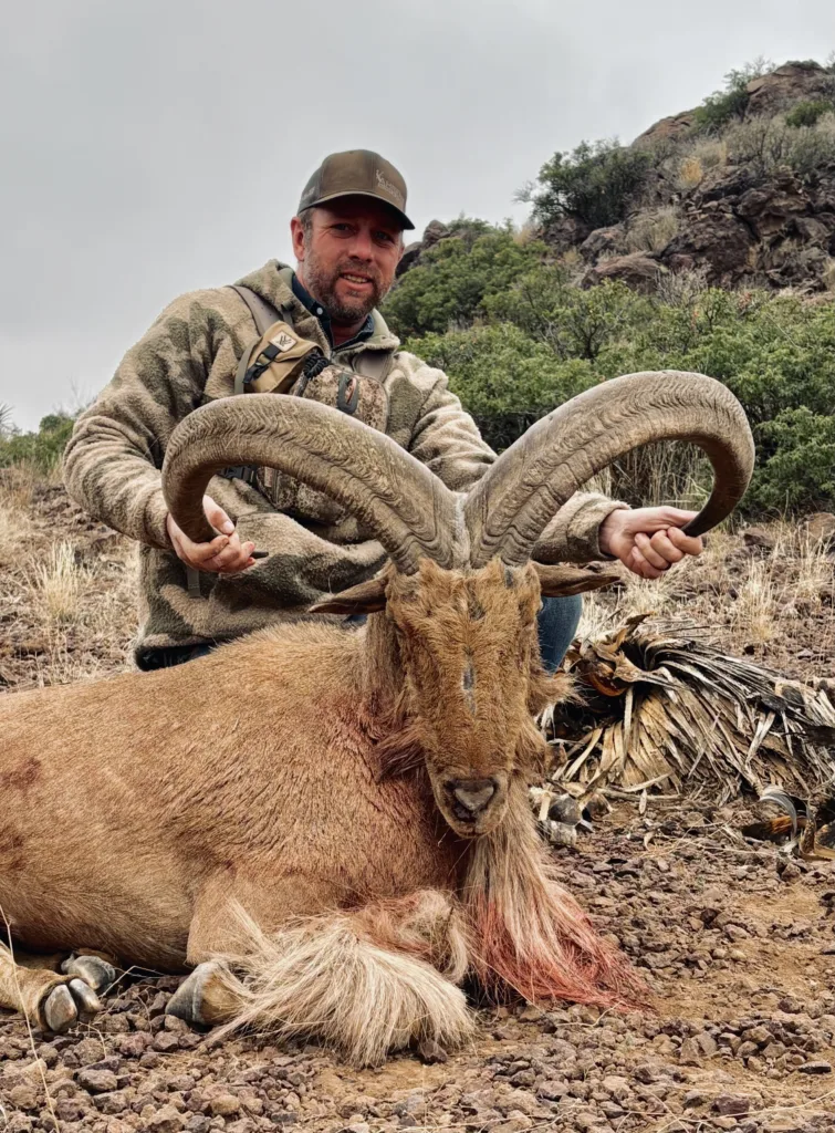 Managing the Aoudad Sheep: In the Trans Pecos Ahrens Ranch & Wildlife Texas Ranch Journal Image 7
