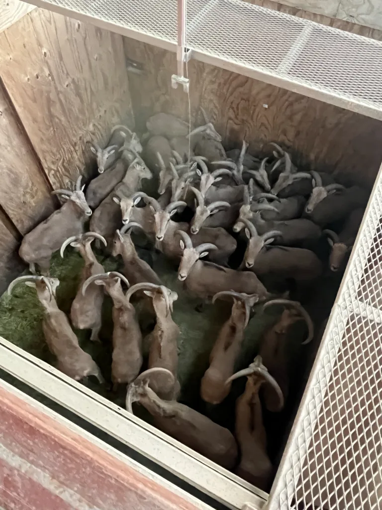 Managing the Aoudad Sheep: In the Trans Pecos Ahrens Ranch & Wildlife Texas Ranch Journal Image 5