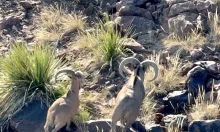 Managing the Aoudad Sheep: In the Trans Pecos