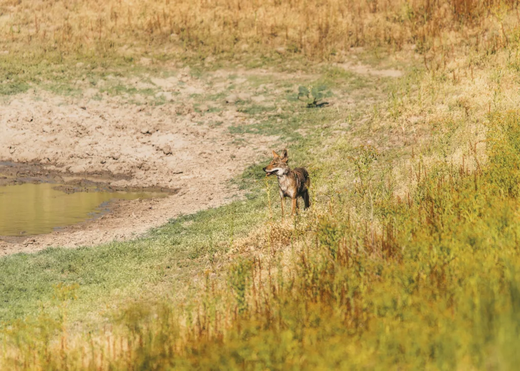 A Guide for Creating the Perfect Wildlife Habitat Image 1