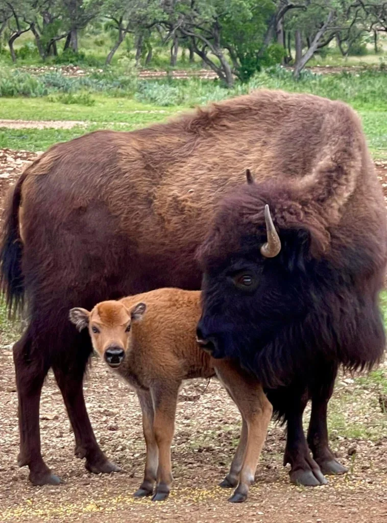 Capital Farm Credit member plants the way for deer and exotic wildlife on his award-winning Hondo ranch Image 1
