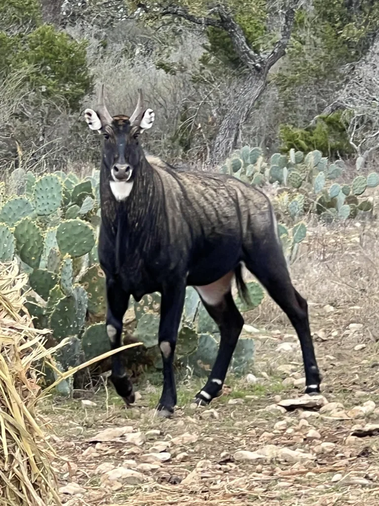 Capital Farm Credit member plants the way for deer and exotic wildlife on his award-winning Hondo ranch Image 2