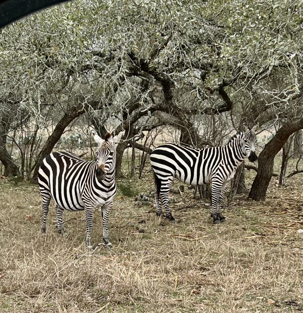 Capital Farm Credit member plants the way for deer and exotic wildlife on his award-winning Hondo ranch Image 3