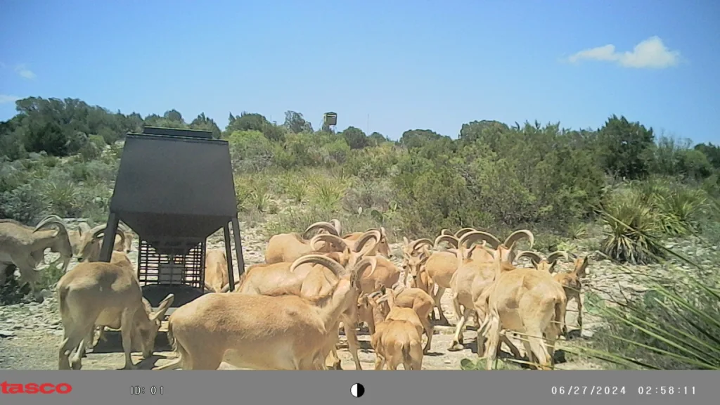 Herd of Aoudad surrounded a feeder at the Fokes Ranch