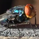 closeup image of a New World screwworm fly