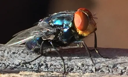 A Threat Returns: The Screw Worm Is Closing In